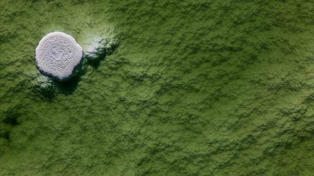 Pale salt formation in green shallows, fine art print