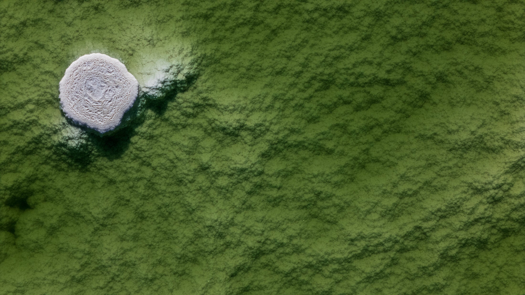 Pale salt formation in green shallows, fine art print