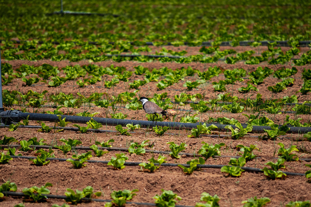 Field Grid