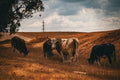 Cattle grazing a golden field, fine art print
