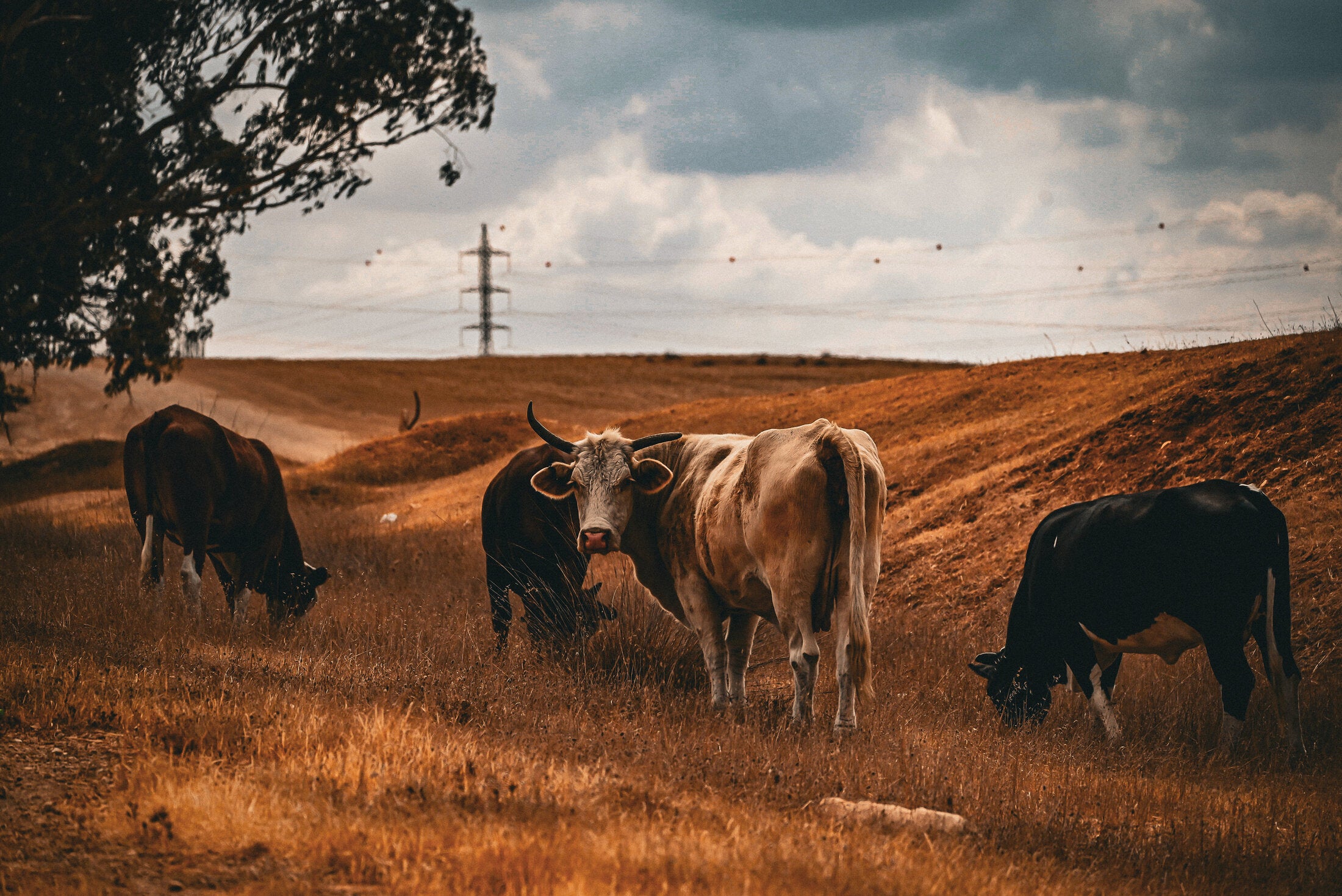 Cattle grazing a golden field, fine art print