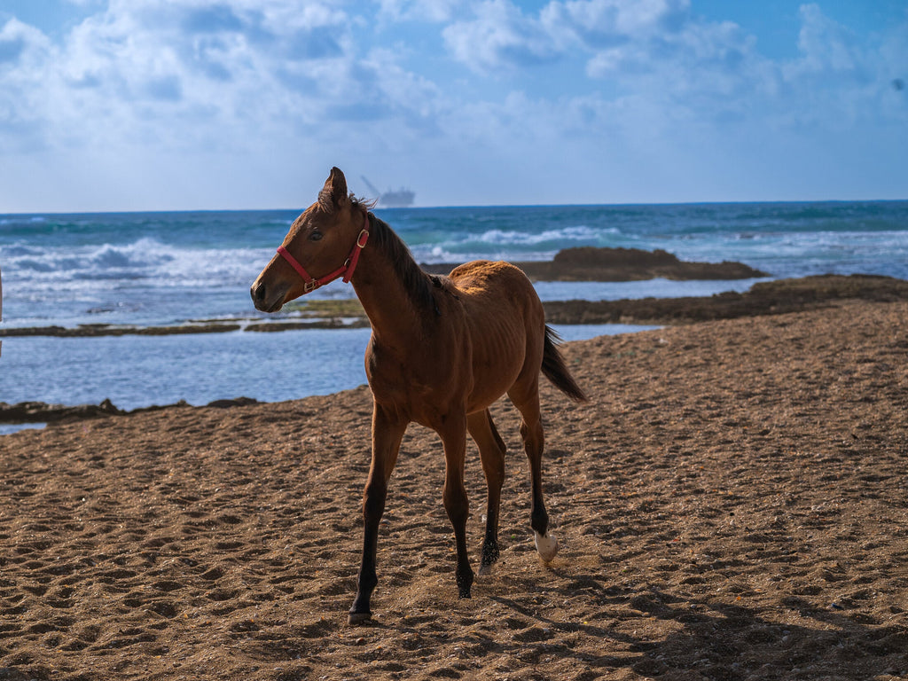 Young foal wandering a quiet beach, fine art print