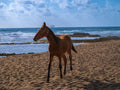 Young foal wandering a quiet beach, fine art print