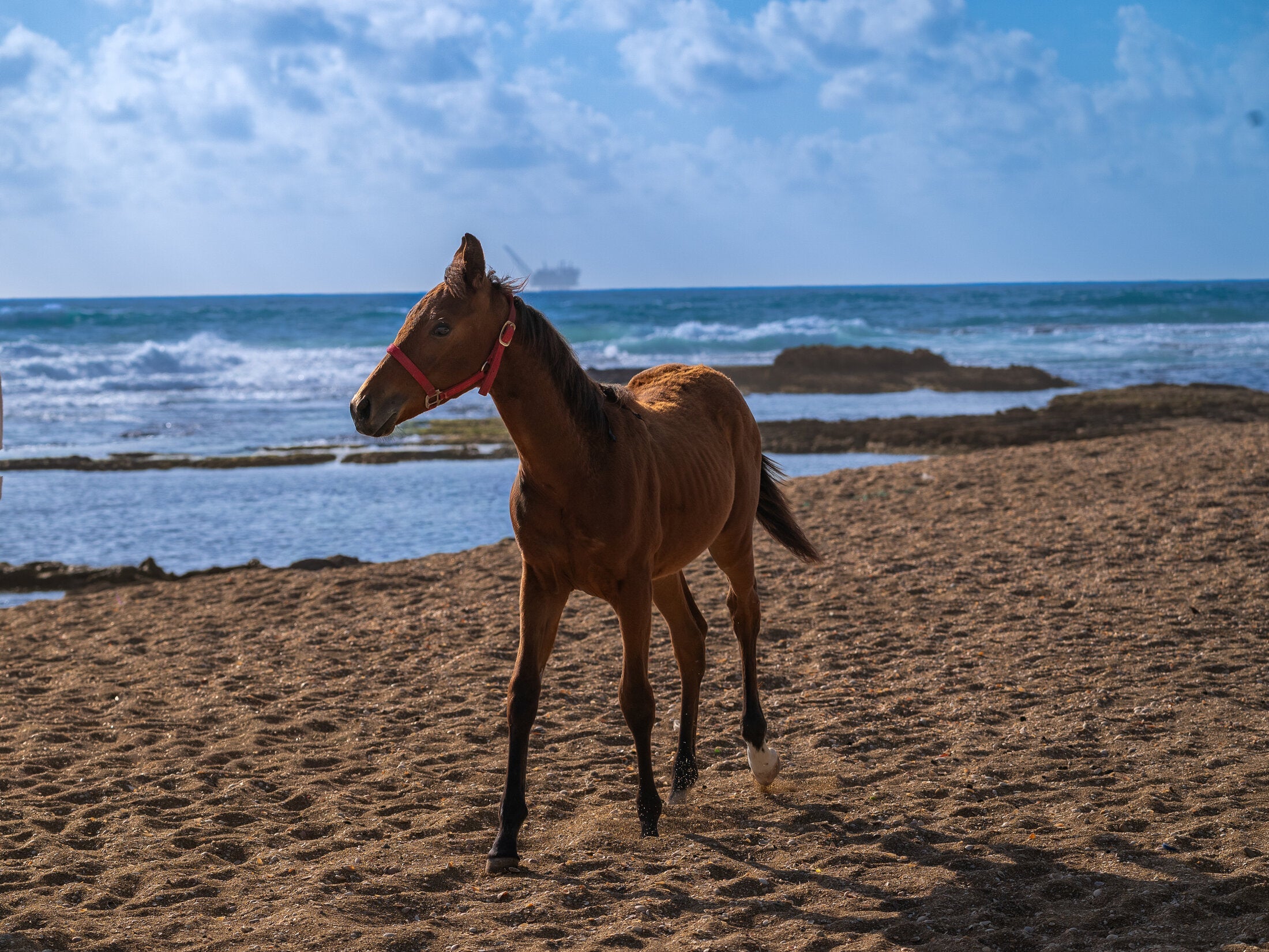 Young foal wandering a quiet beach, fine art print
