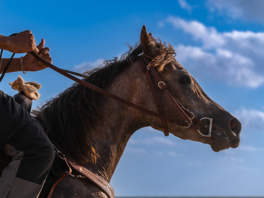 Rider steadying a horse in the light, fine art print