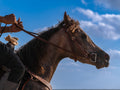Rider steadying a horse in the light, fine art print