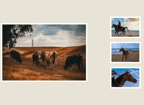 Animal Portraits Quartet collage preview