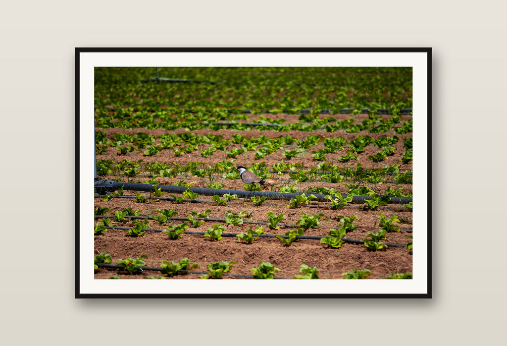 Field Grid fine art print mockup on a wall