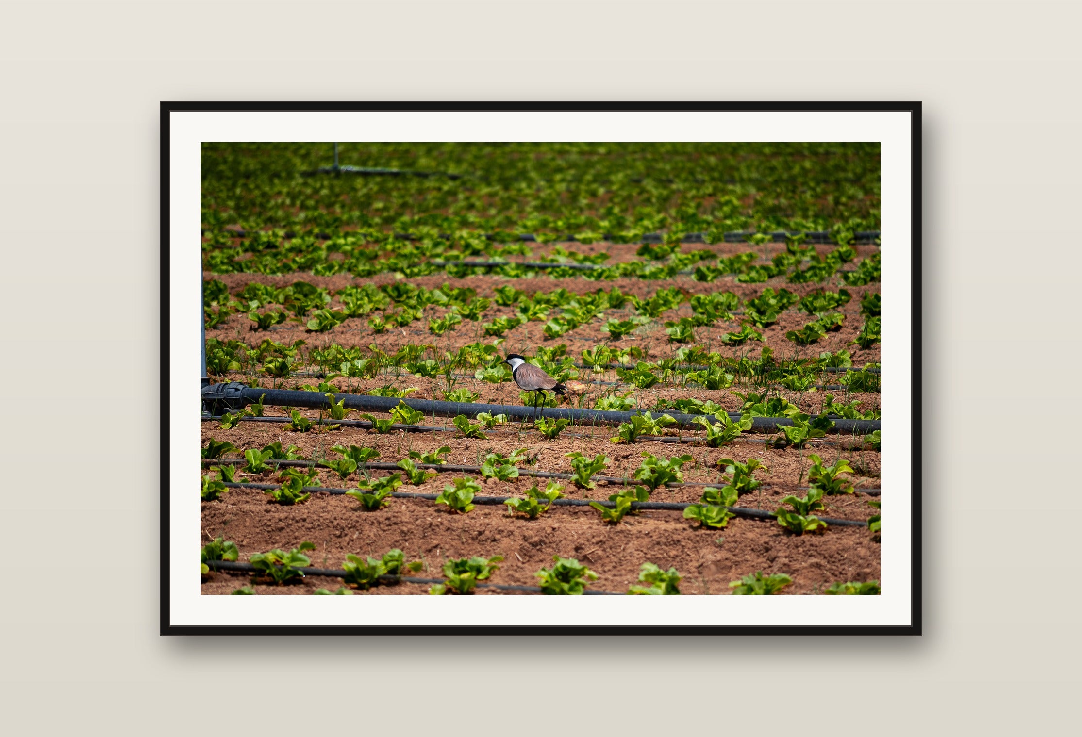 Field Grid fine art print mockup on a wall