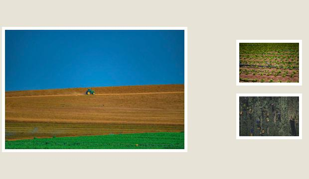 Harvest Fields Trio collage preview