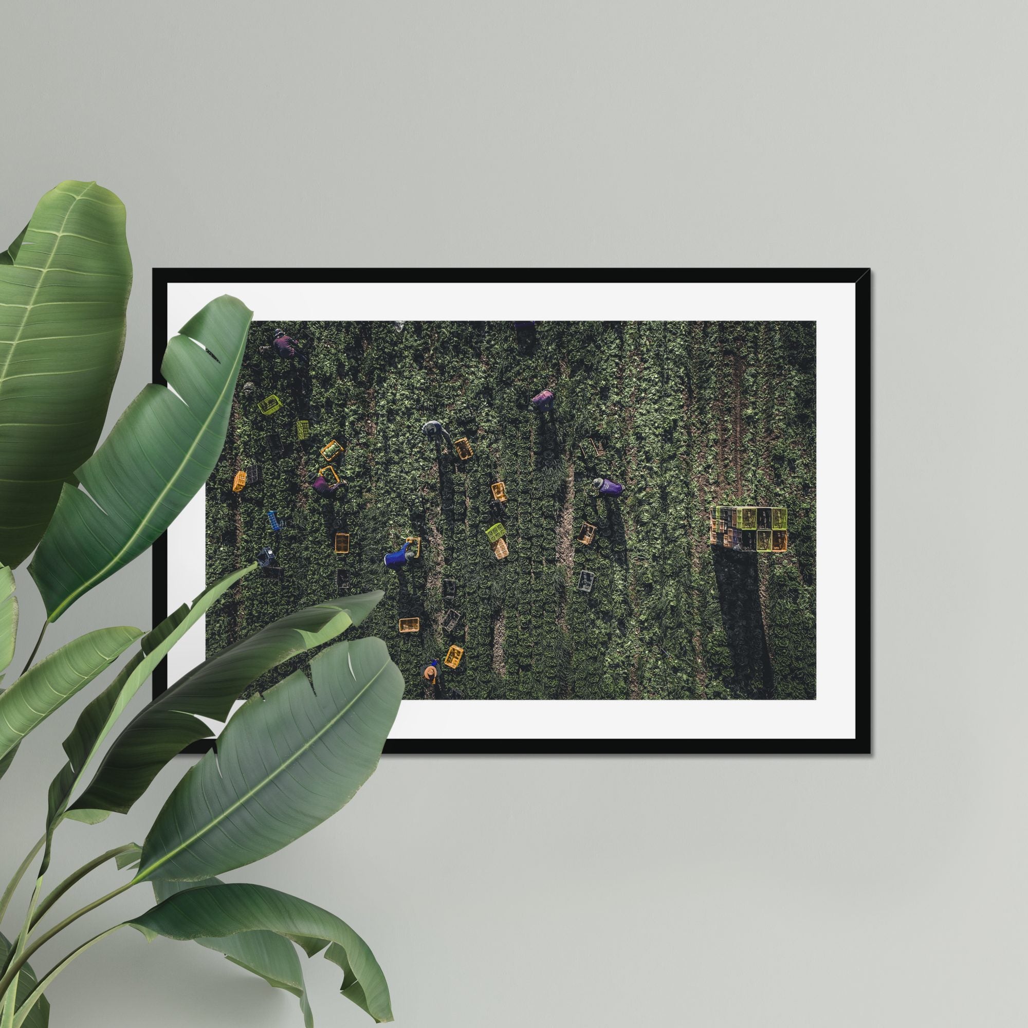 The Harvest fine art print displayed in a living room