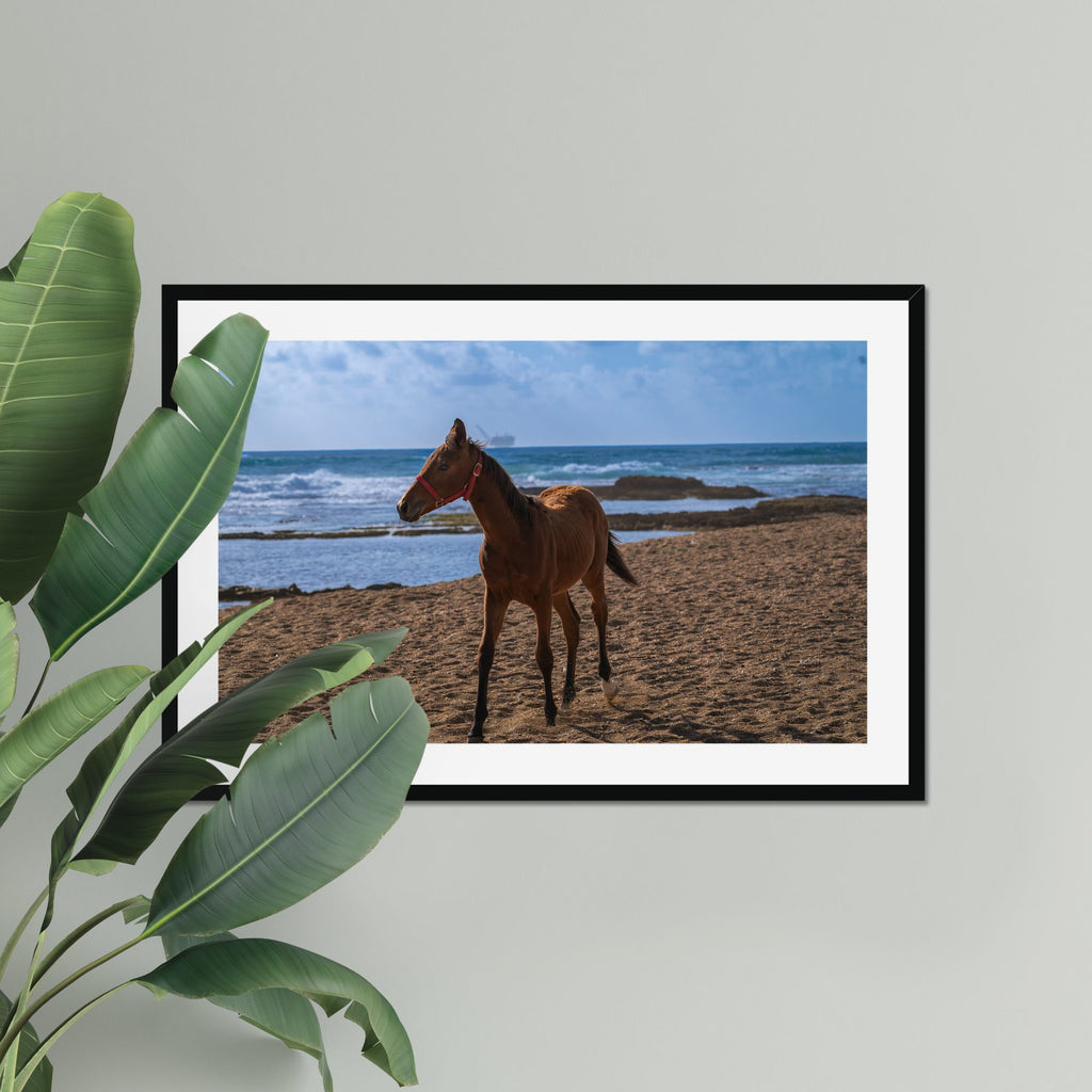 Young Foal fine art print displayed in a living room